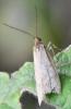 Diurnea lipsiella